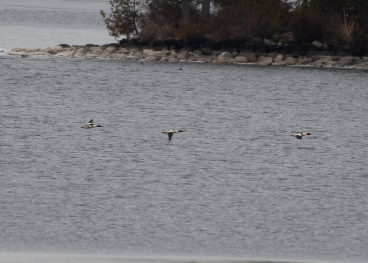 Common Merganser - ML612555343