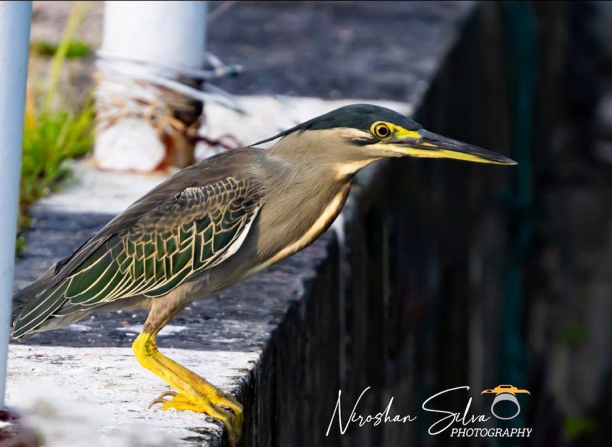 Striated Heron - ML612555367