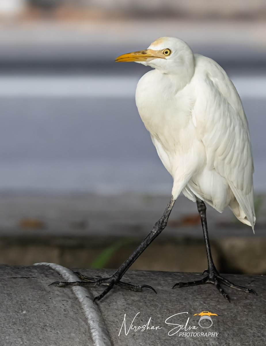 Eastern Cattle Egret - ML612555424