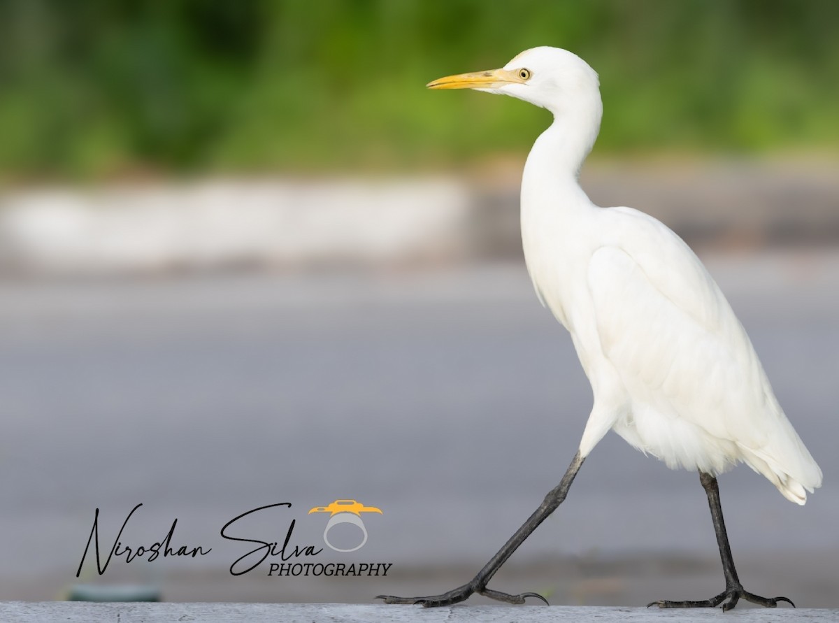 Eastern Cattle Egret - ML612555425