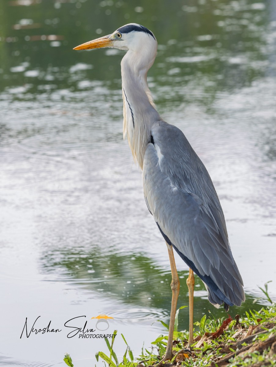 Gray Heron - ML612555456