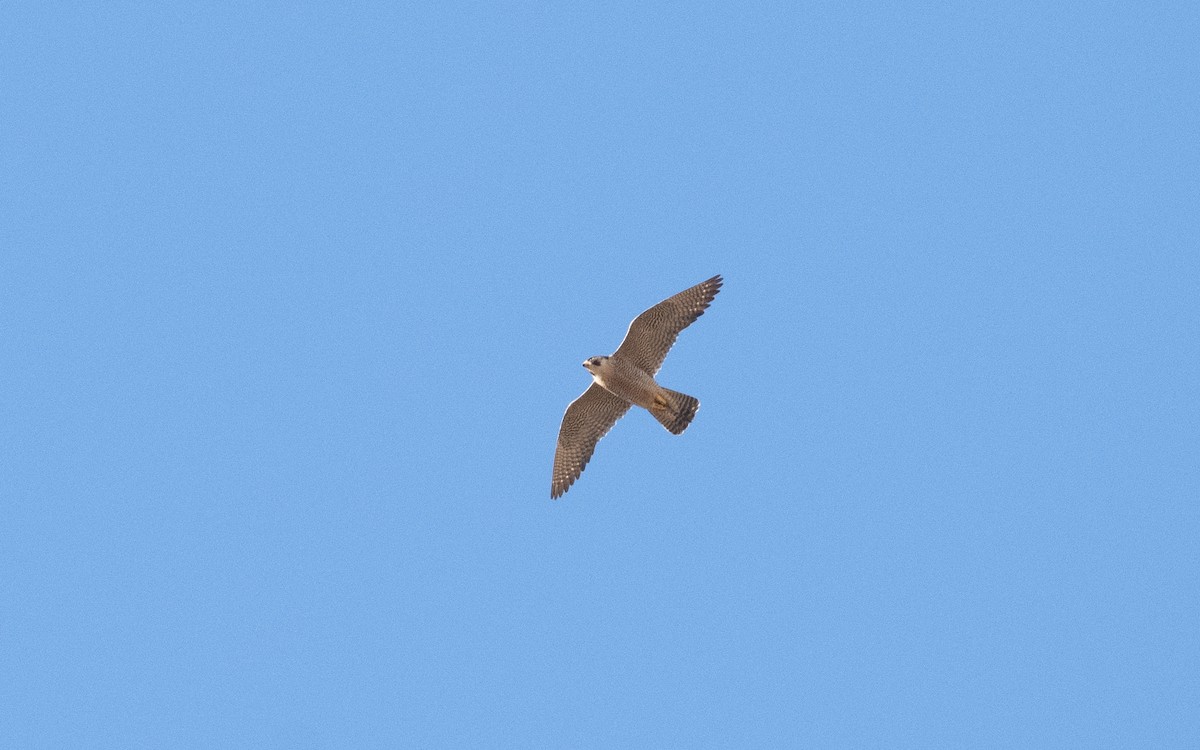 Peregrine Falcon - ML612555463