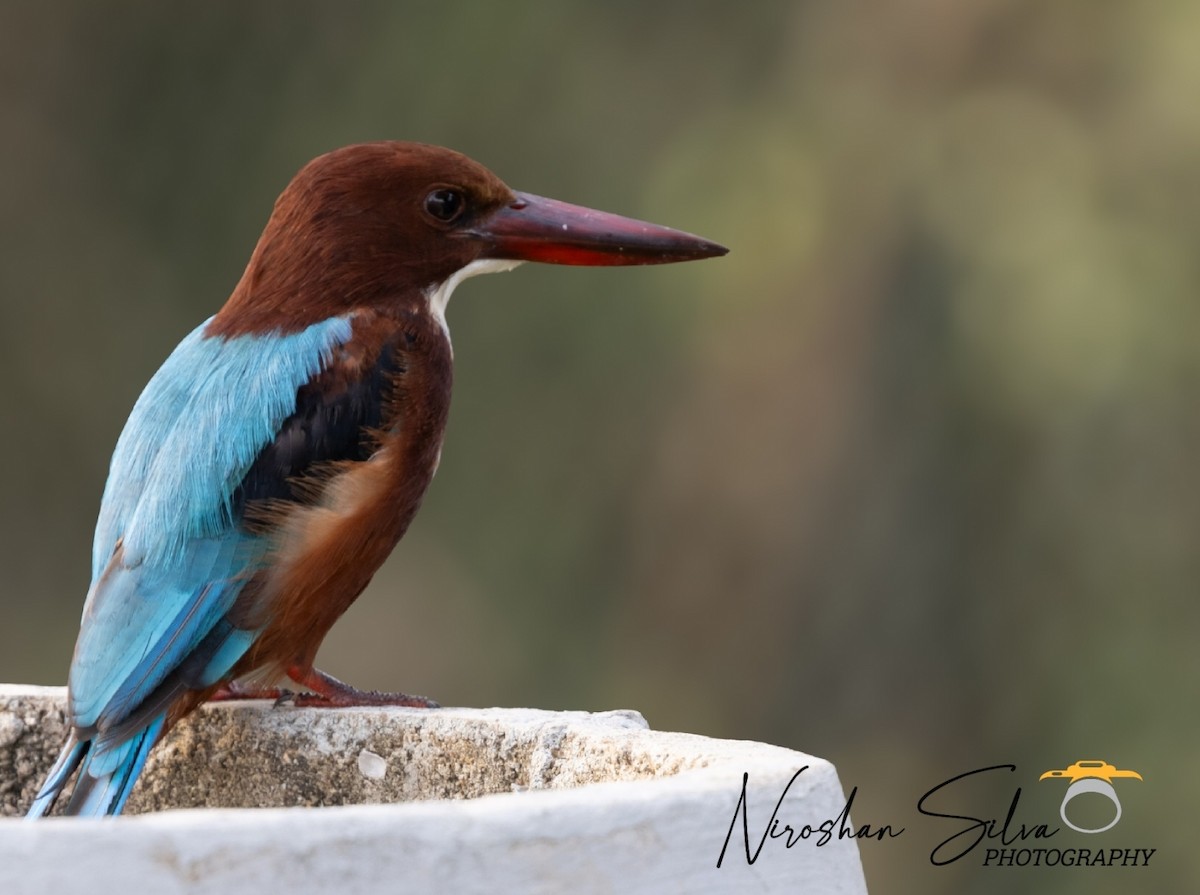 White-throated Kingfisher - ML612555466