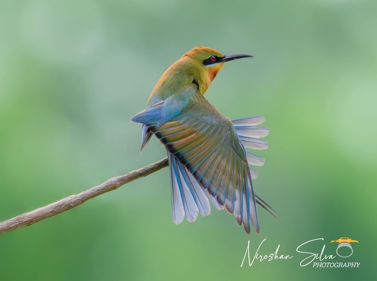 Blue-tailed Bee-eater - ML612555492