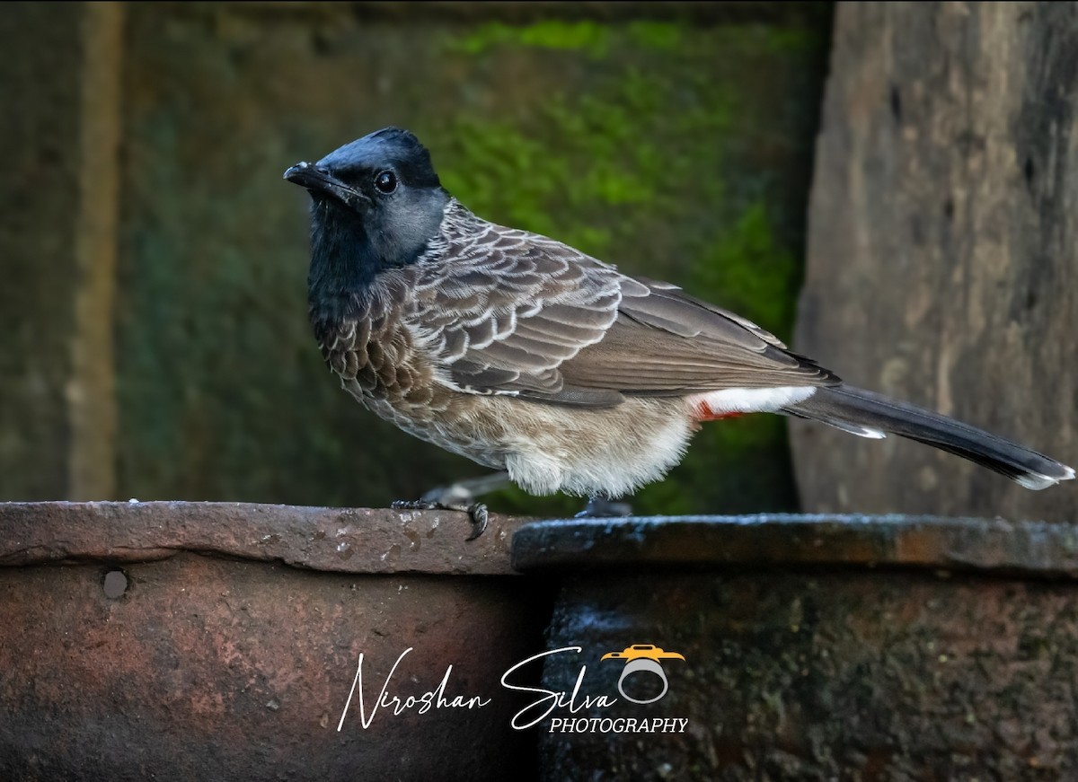 Red-vented Bulbul - ML612555498