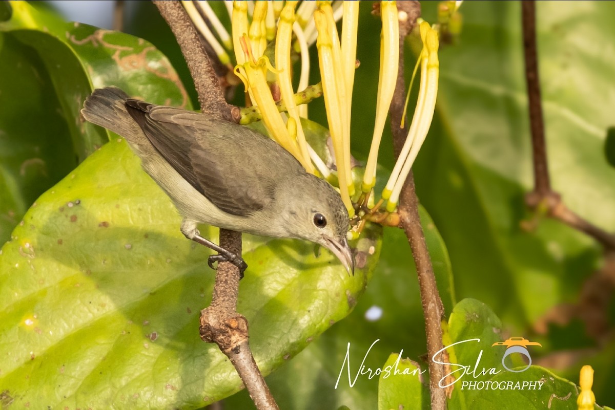 Pale-billed Flowerpecker - ML612555525