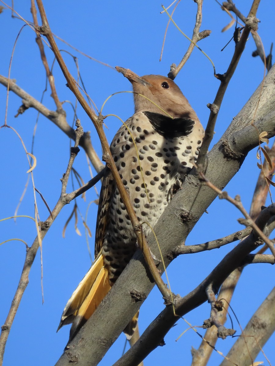 Northern Flicker - ML612555527