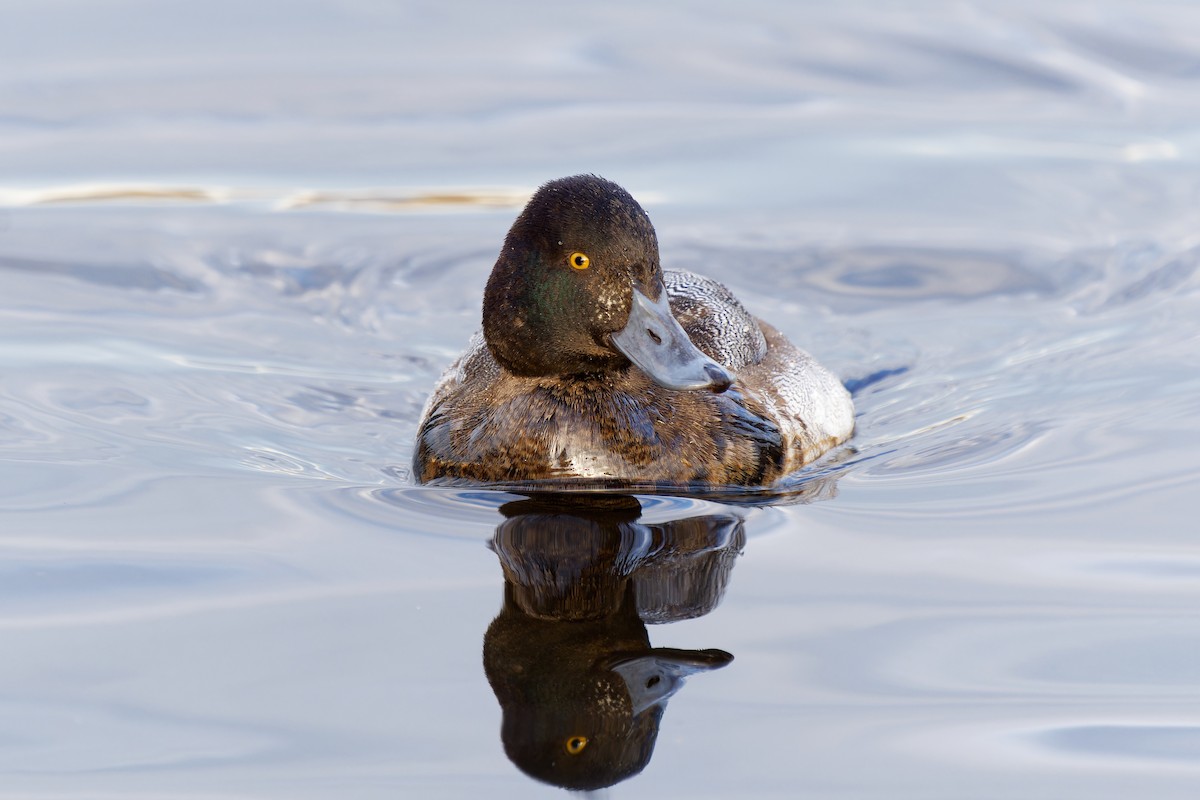 Lesser Scaup - ML612555552