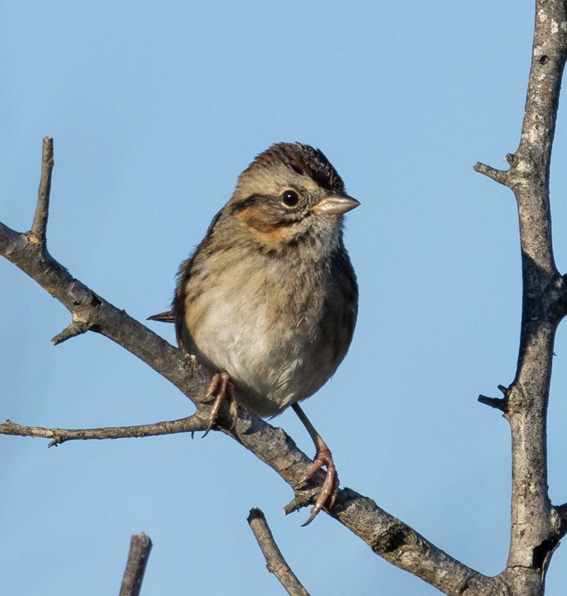 Swamp Sparrow - ML612555572