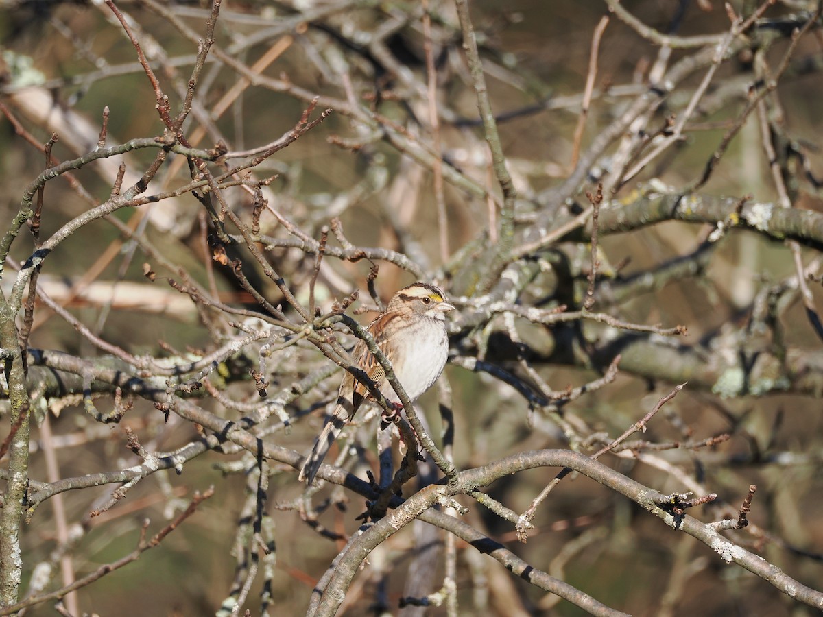 White-throated Sparrow - Allan Strong