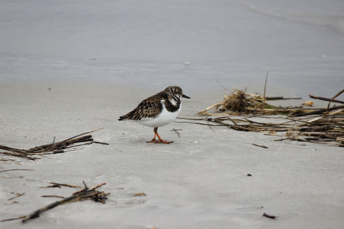 Ruddy Turnstone - ML612555642