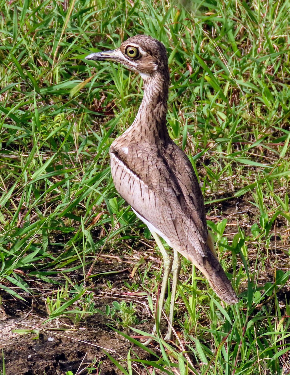 Water Thick-knee - ML612555665