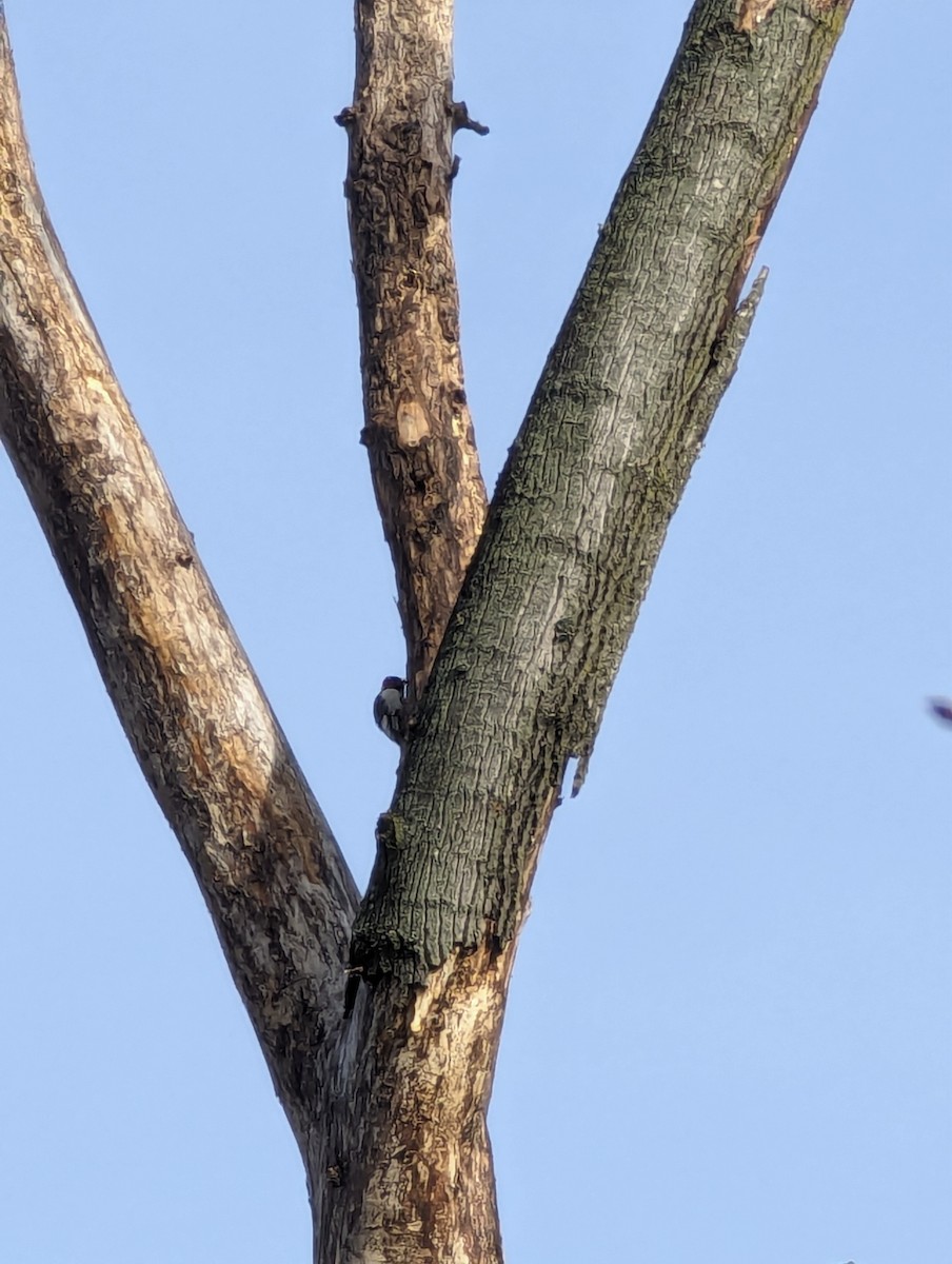 Red-headed Woodpecker - ML612555703