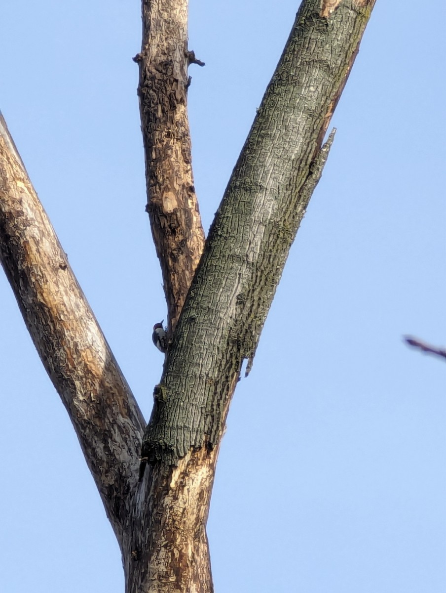 Red-headed Woodpecker - ML612555704