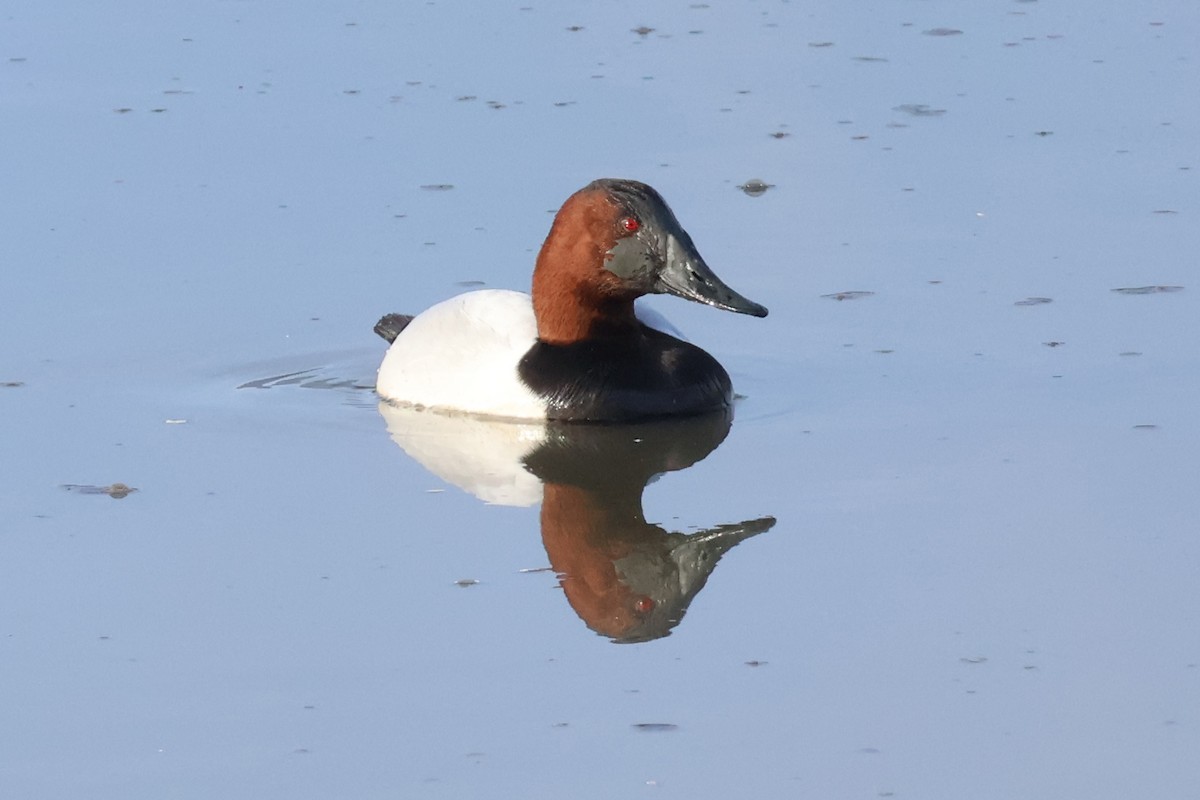 Canvasback - ML612555730