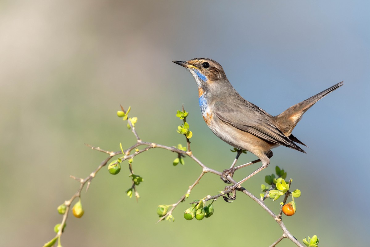 Bluethroat - ML612555731