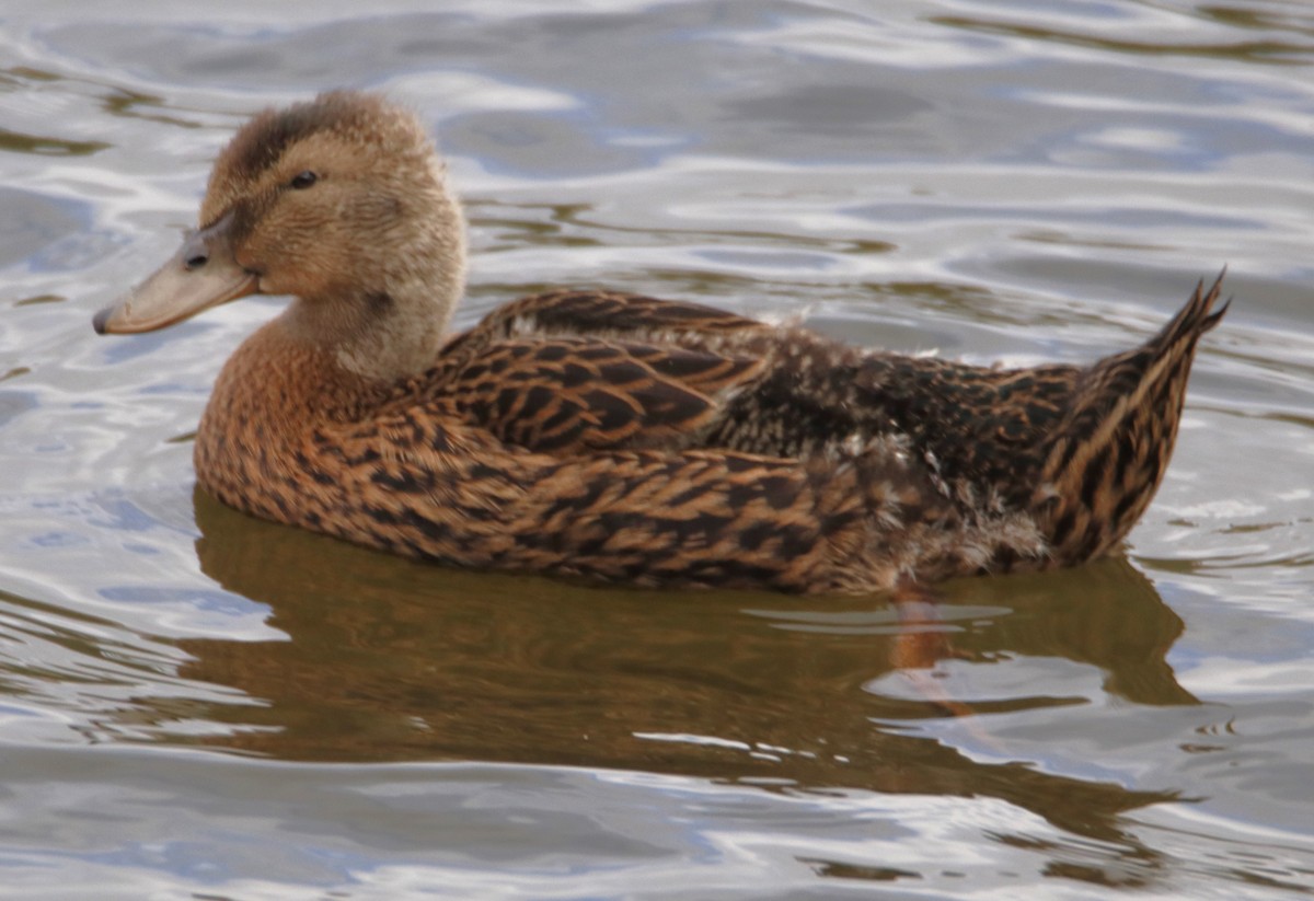 Canard colvert - ML612555734