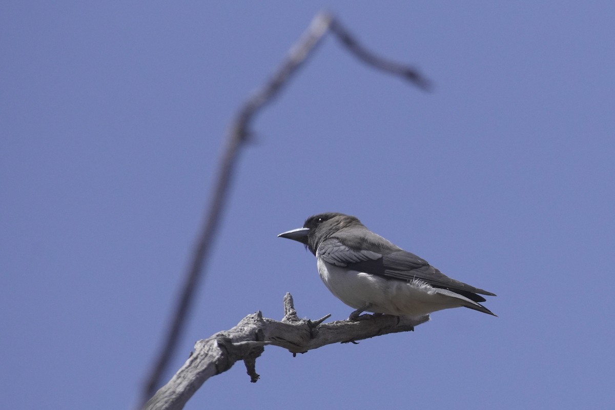 White-breasted Woodswallow - ML612555736