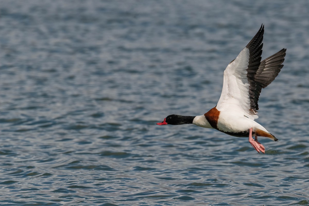 Common Shelduck - ML612555737