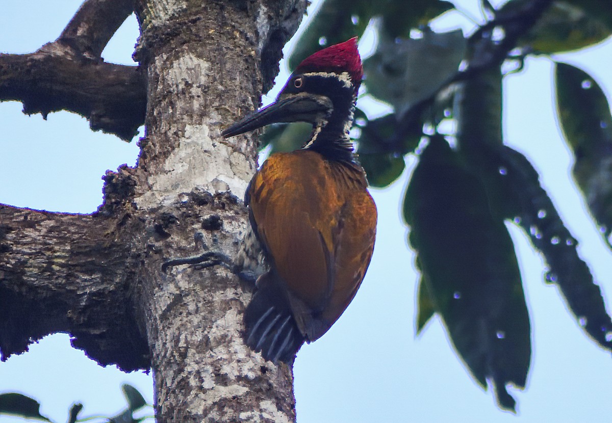 Malabar Flameback - ML612555742