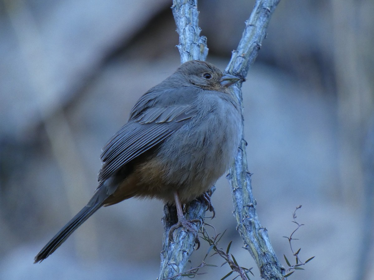 Canyon Towhee - ML612555799