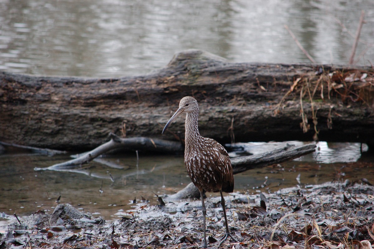 Limpkin - ML612555881