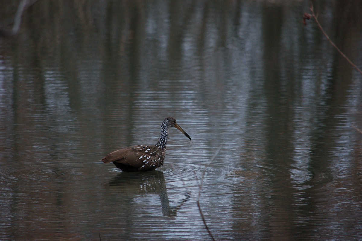 Limpkin - ML612555882