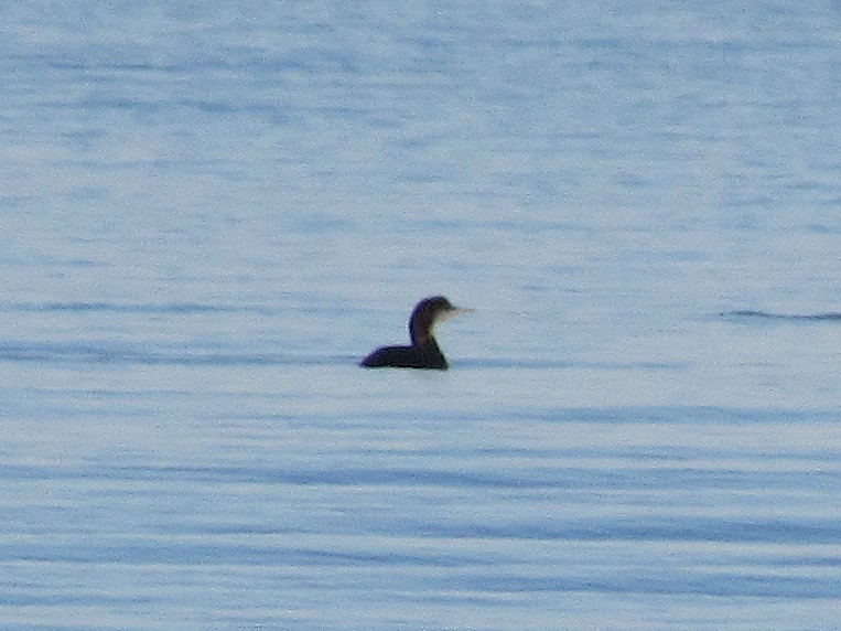 Common Loon - Pietro Melandri