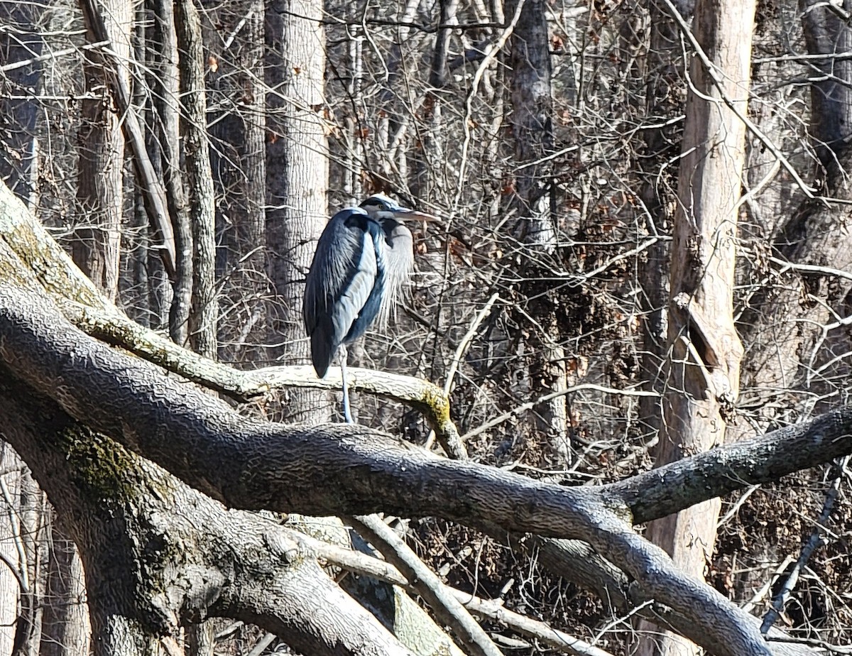 Great Blue Heron - ML612555961