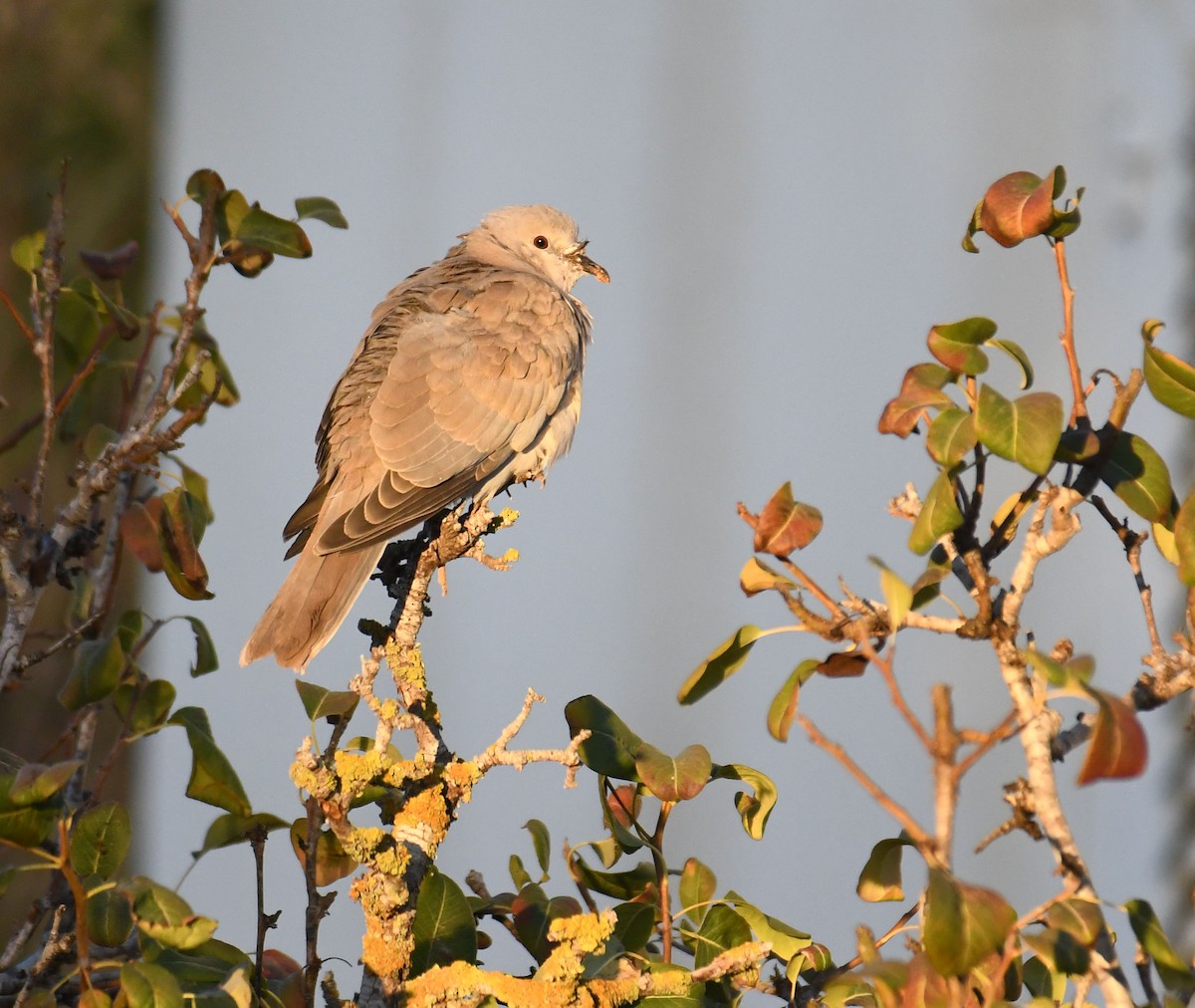 Eurasian Collared-Dove - ML612556052