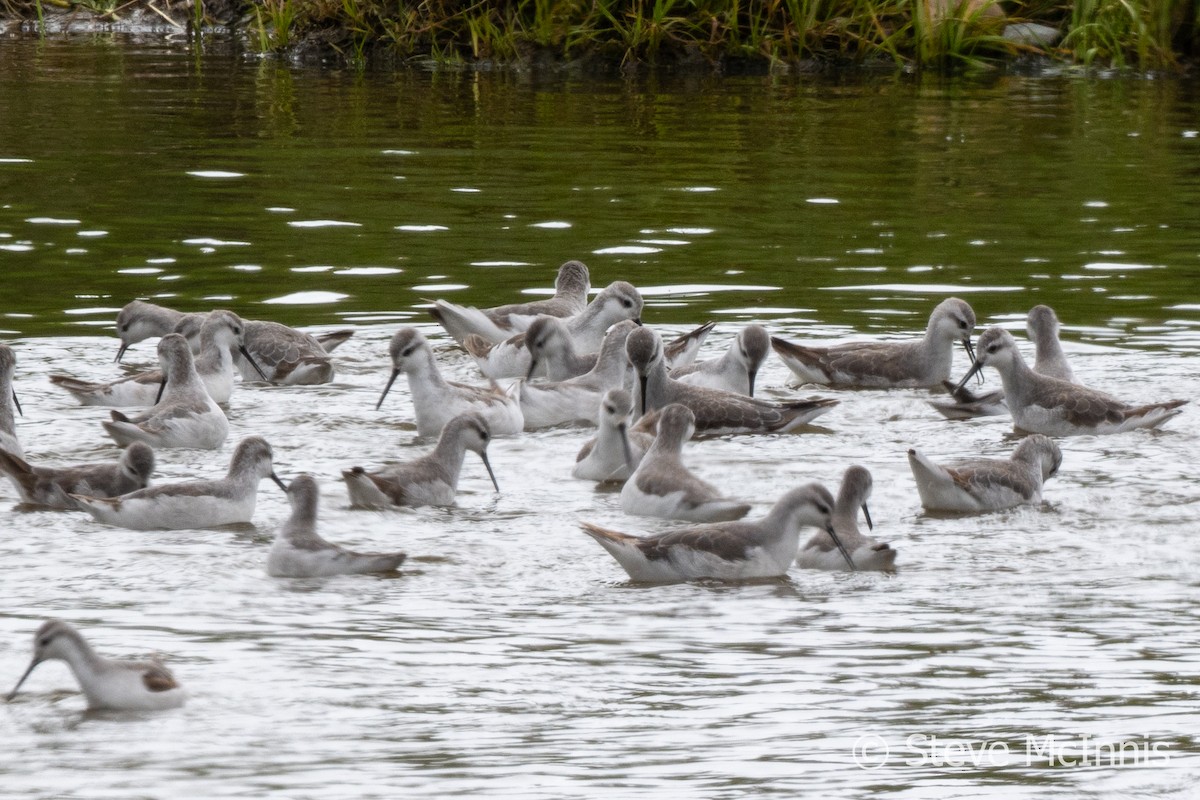 Wilson's Phalarope - ML612556219