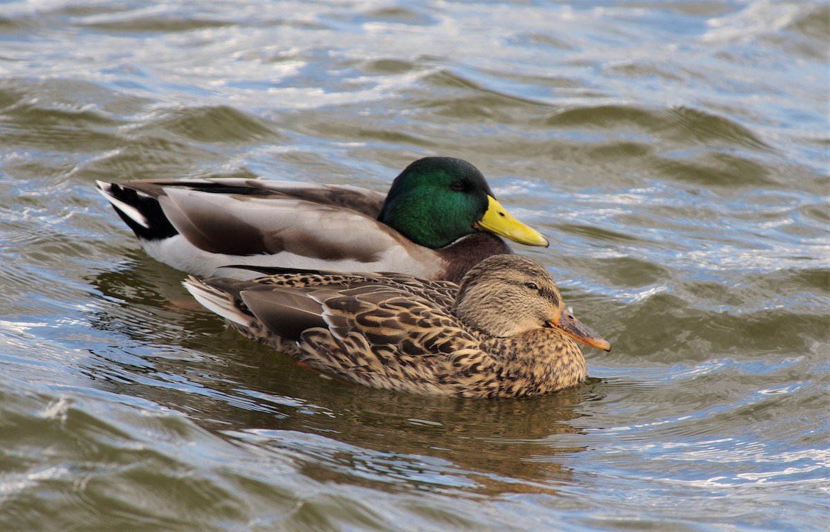 Mallard - chuck gehringer