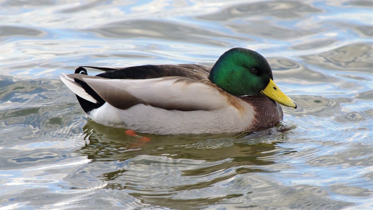 Mallard - ML612556257