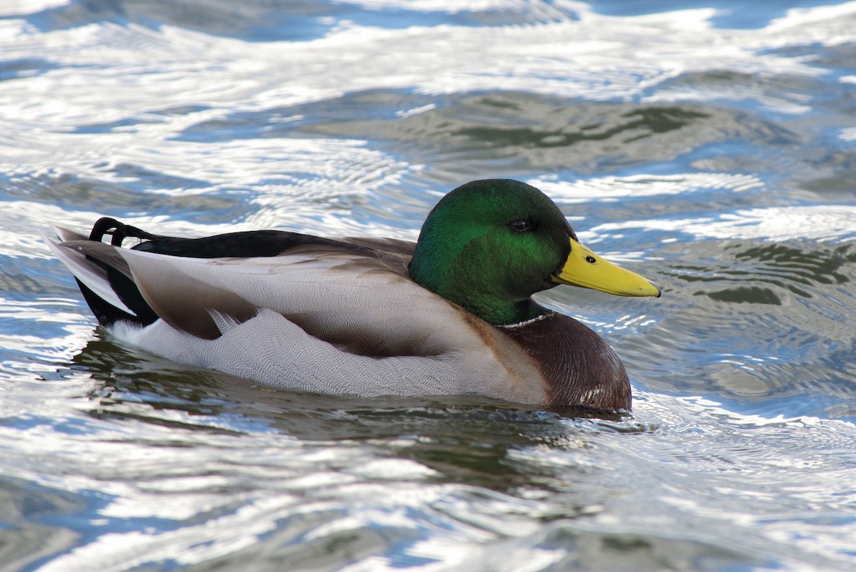 Mallard - ML612556258