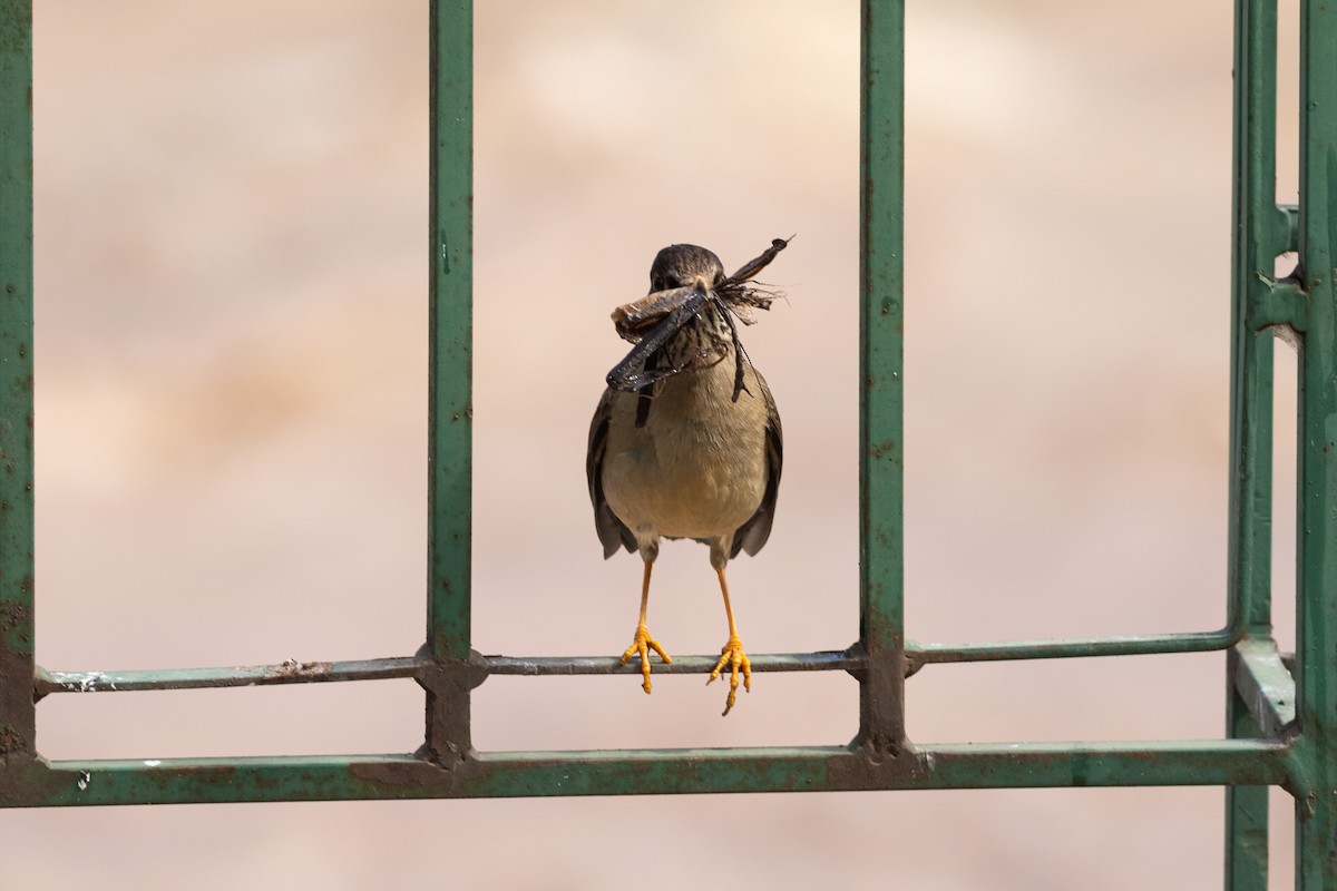 Austral Thrush (Magellan) - Ariel Cabrera Foix