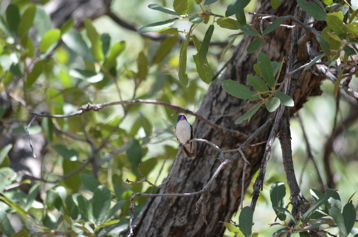 Violet-crowned Hummingbird - ML612556336