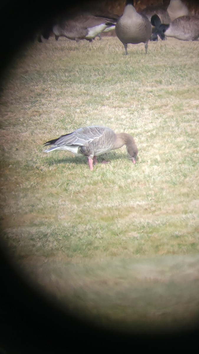 Pink-footed Goose - ML612556365