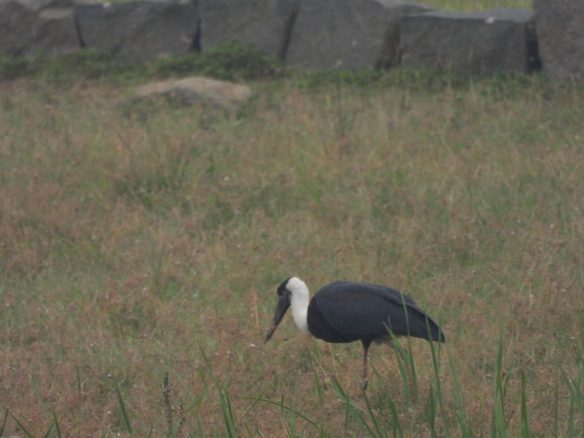 Asian Woolly-necked Stork - ML612556430