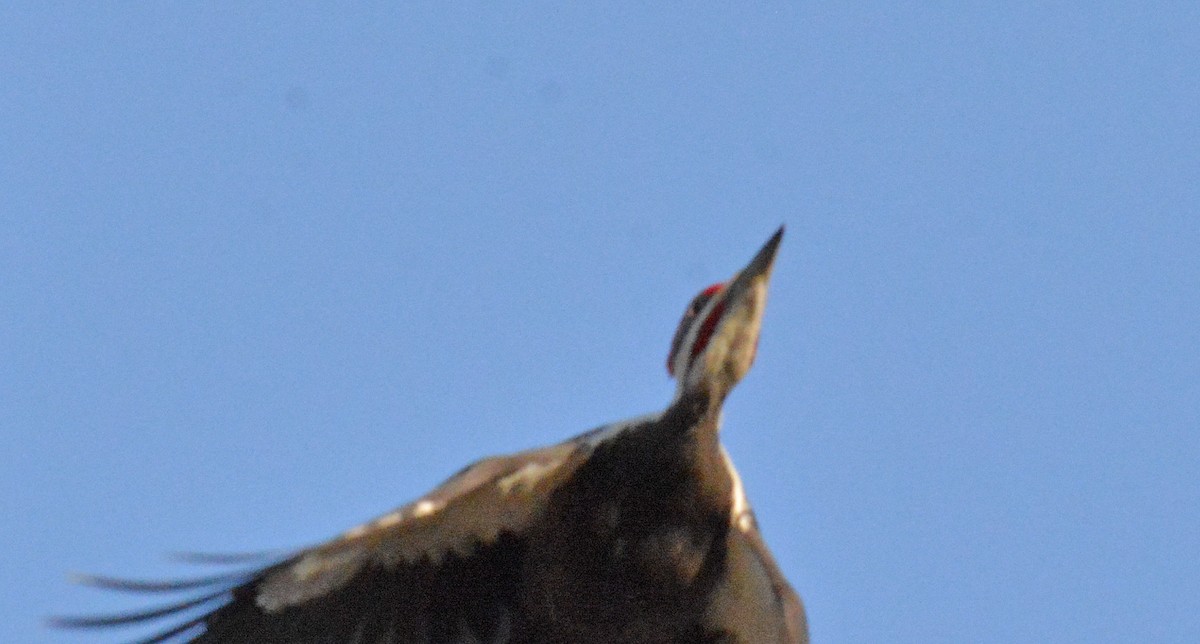 Pileated Woodpecker - Michael J Good