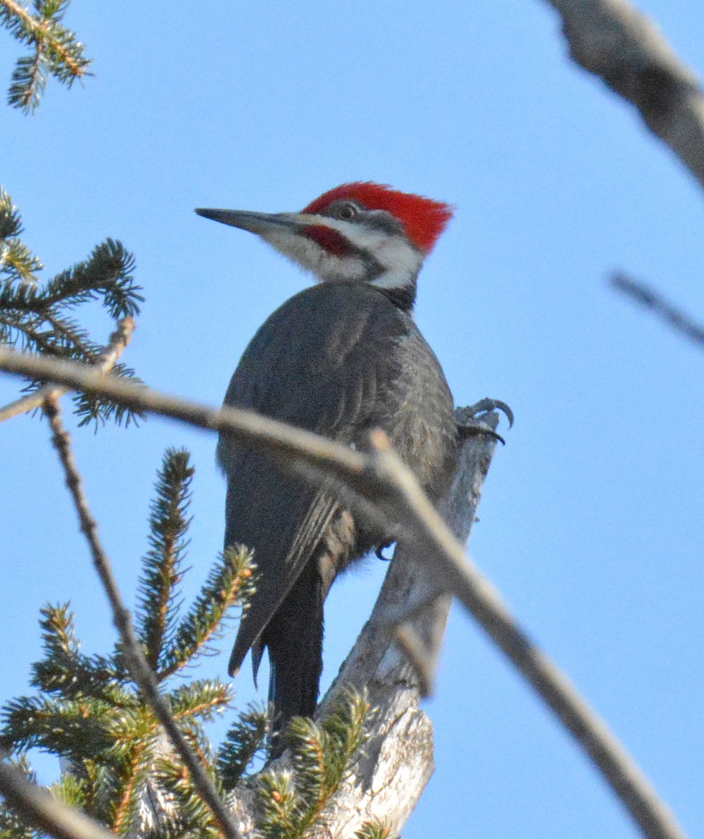 Pileated Woodpecker - ML612556483