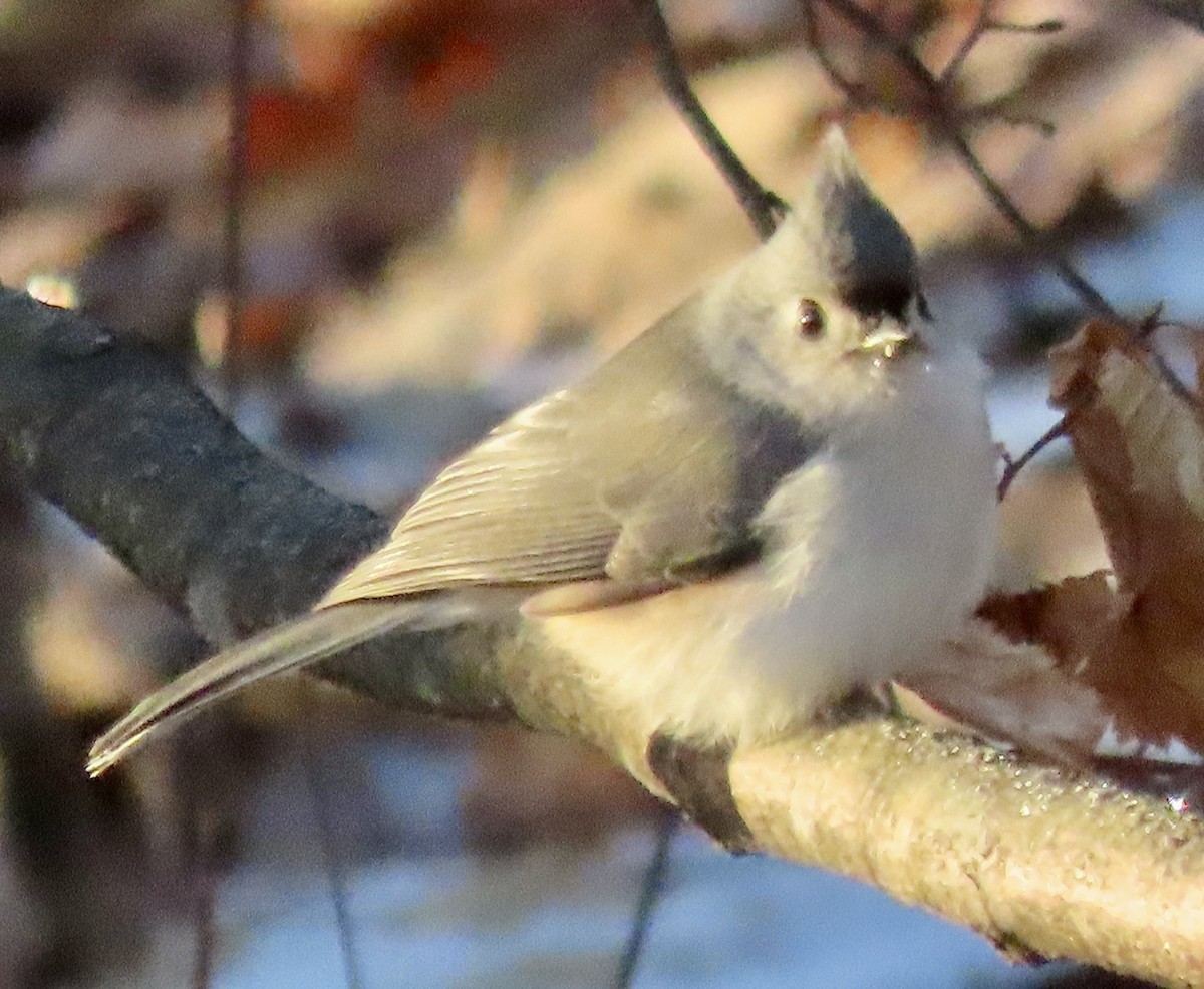 Tufted Titmouse - ML612556618