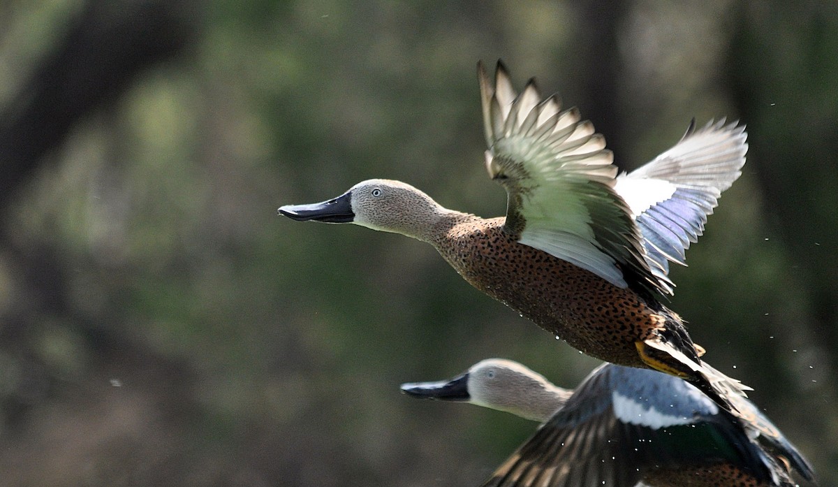 Red Shoveler - ML612556631