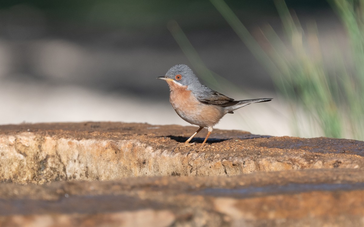 Western Subalpine Warbler - ML612556648