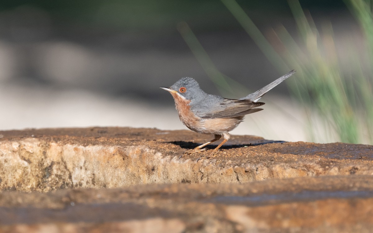 Western Subalpine Warbler - ML612556649