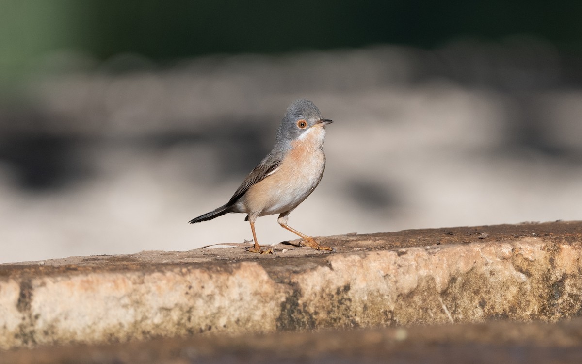 Western Subalpine Warbler - ML612556658
