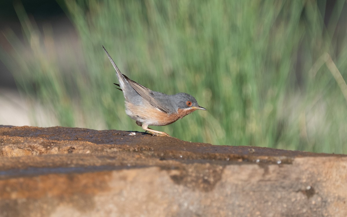 Western Subalpine Warbler - ML612556674