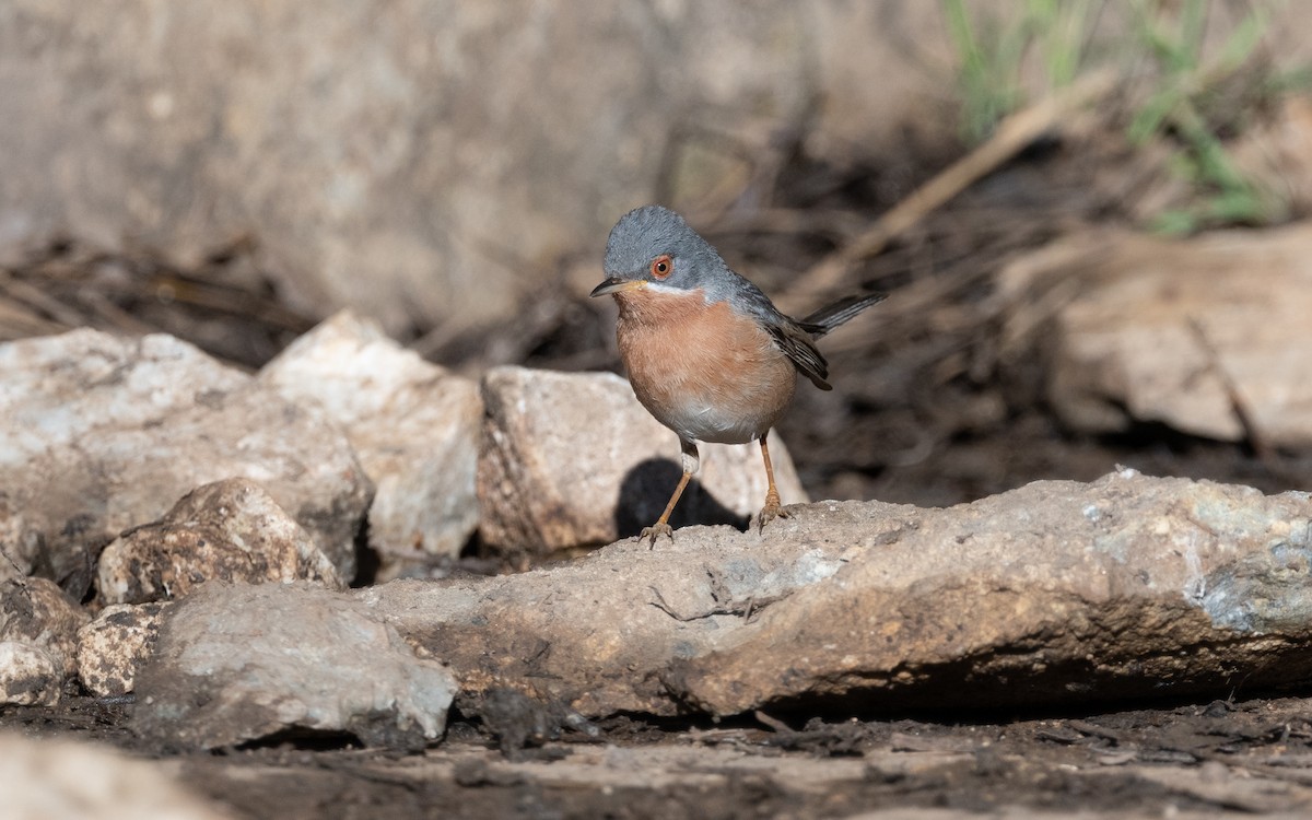 Western Subalpine Warbler - ML612556685