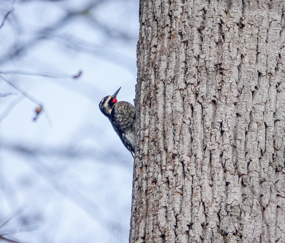 Yellow-bellied Sapsucker - ML612556690