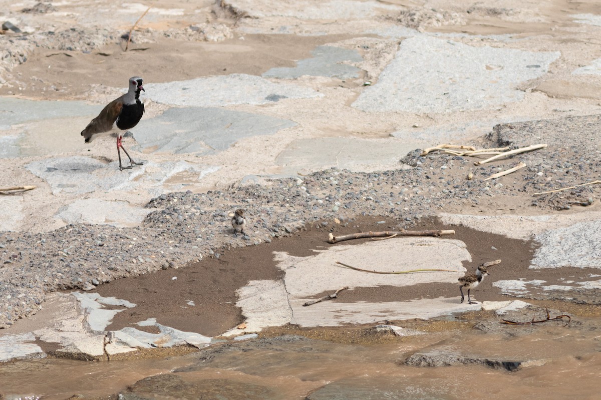 Southern Lapwing (chilensis/fretensis) - Ariel Cabrera Foix