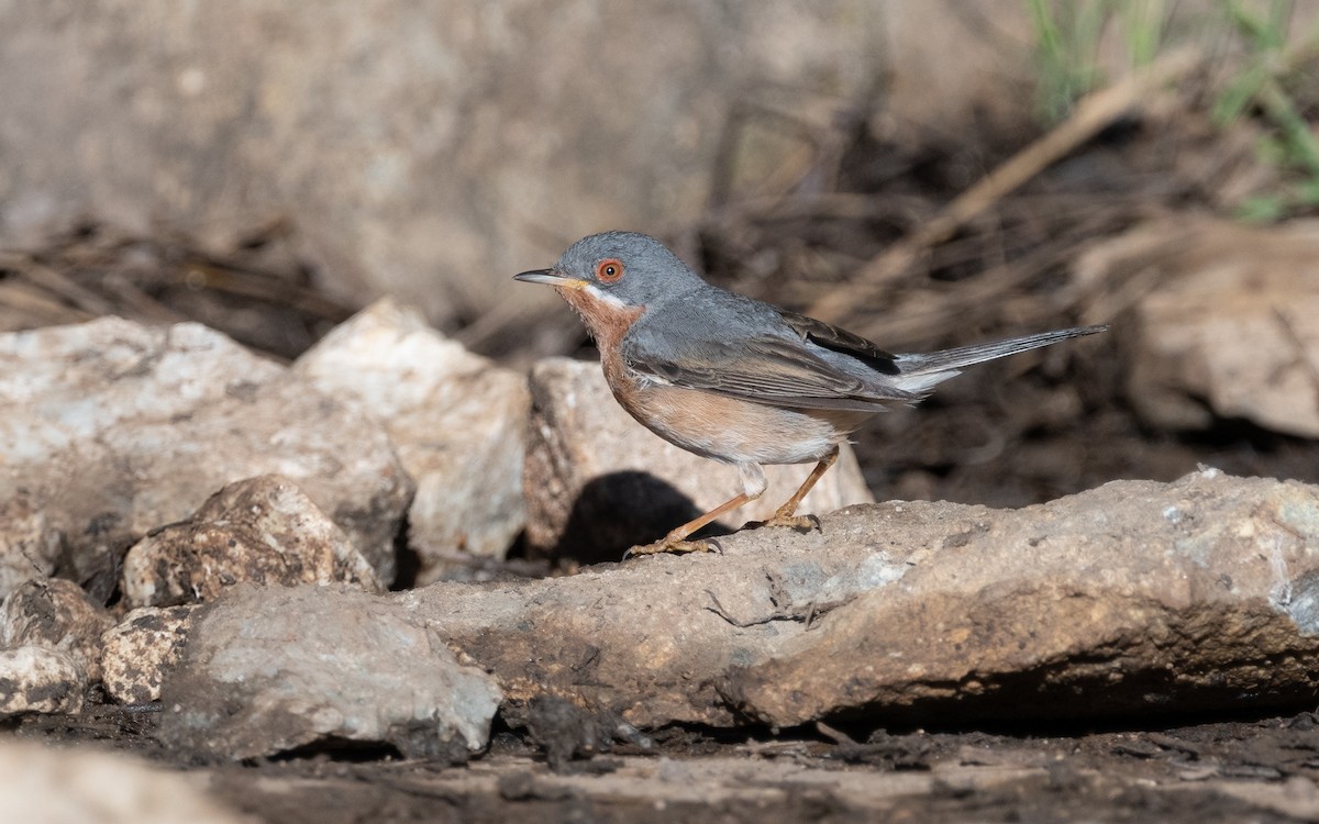 Western Subalpine Warbler - ML612556704